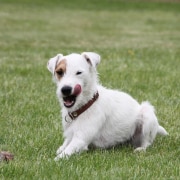 Parson Russell Terrier, Hund auf Wiese