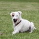 Parson Russell Terrier, Hund auf Wiese