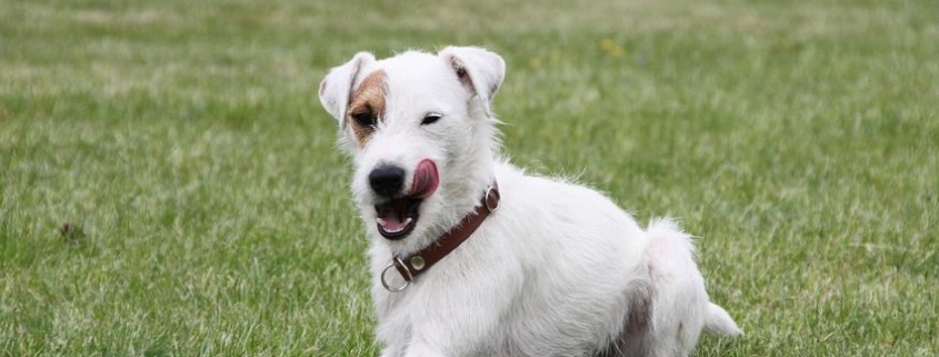 Parson Russell Terrier, Hund auf Wiese