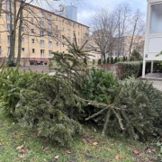 auf einer Rasenfl&auml;che liegen mehrere Weihnachtsb&auml;ume &uuml;ber- und nebeneinander, im Hintergrund stehen Wohnh&auml;user