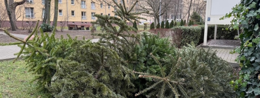 auf einer Rasenfl&auml;che liegen mehrere Weihnachtsb&auml;ume &uuml;ber- und nebeneinander, im Hintergrund stehen Wohnh&auml;user